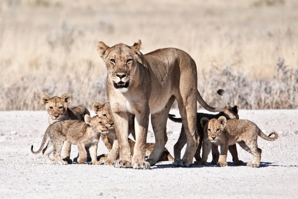 The Lioness Standard: What the Most Effective Leader in the Animal Kingdom Can Teach Us